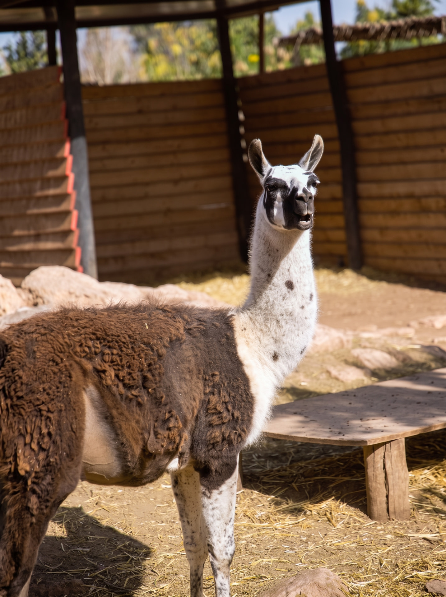 Lamas