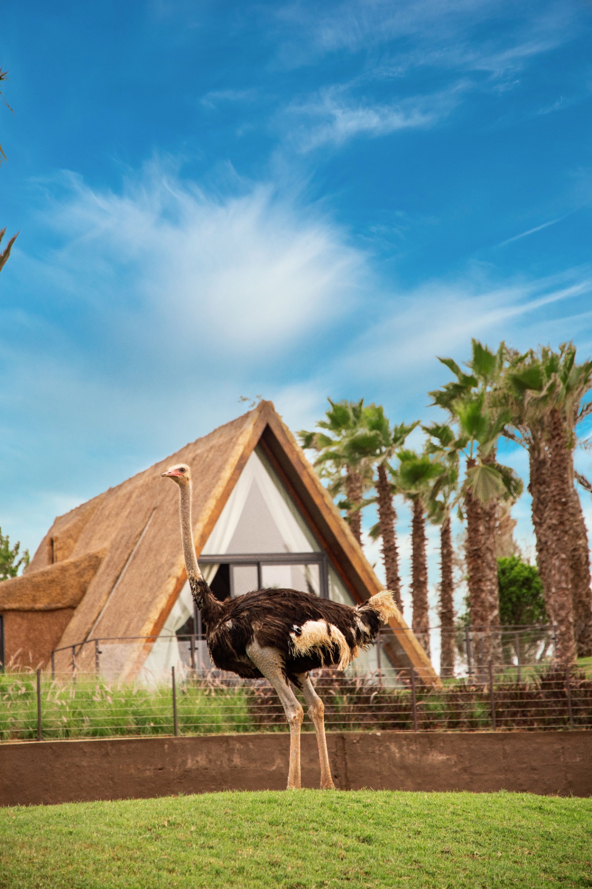Lodge Safari