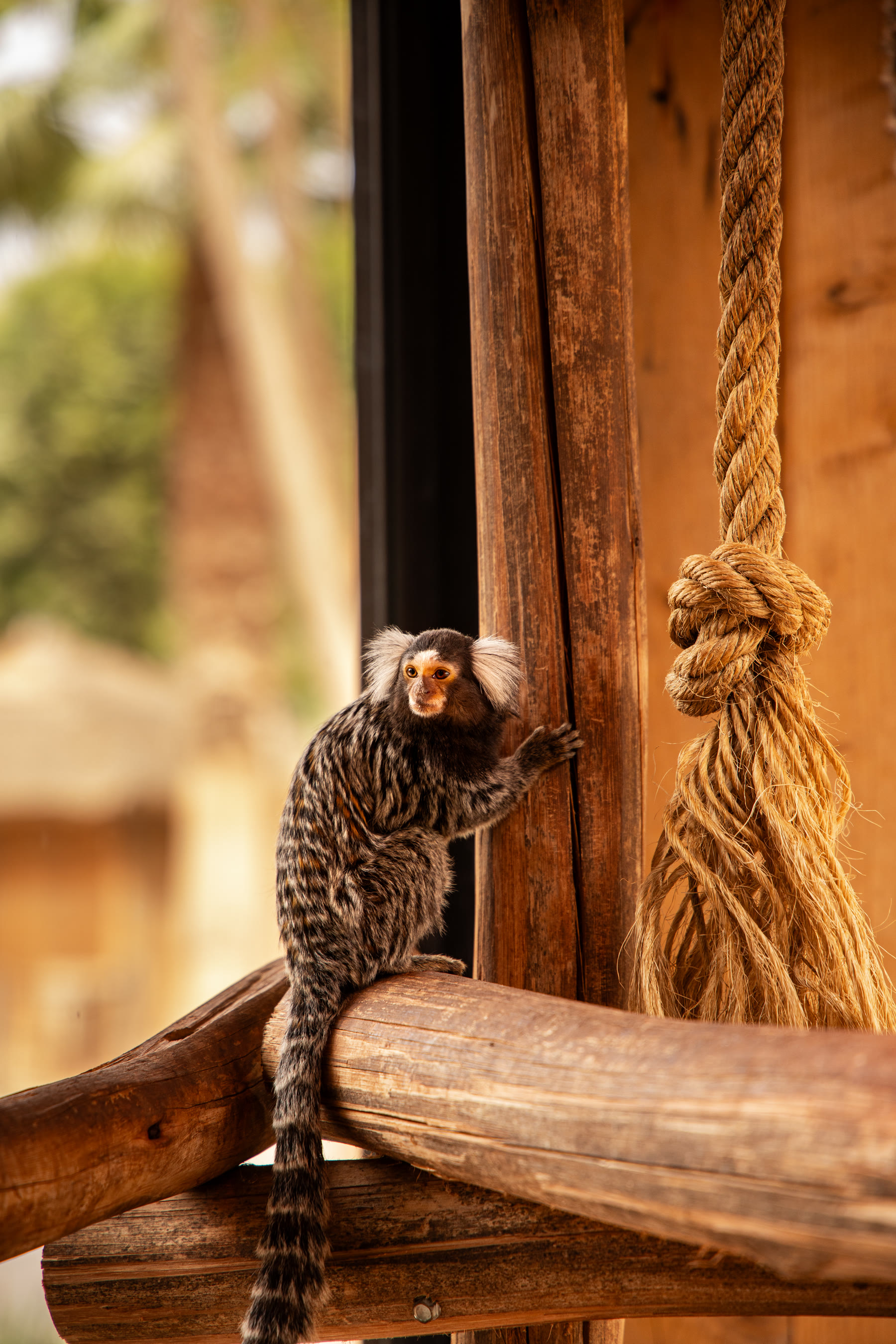 Singes