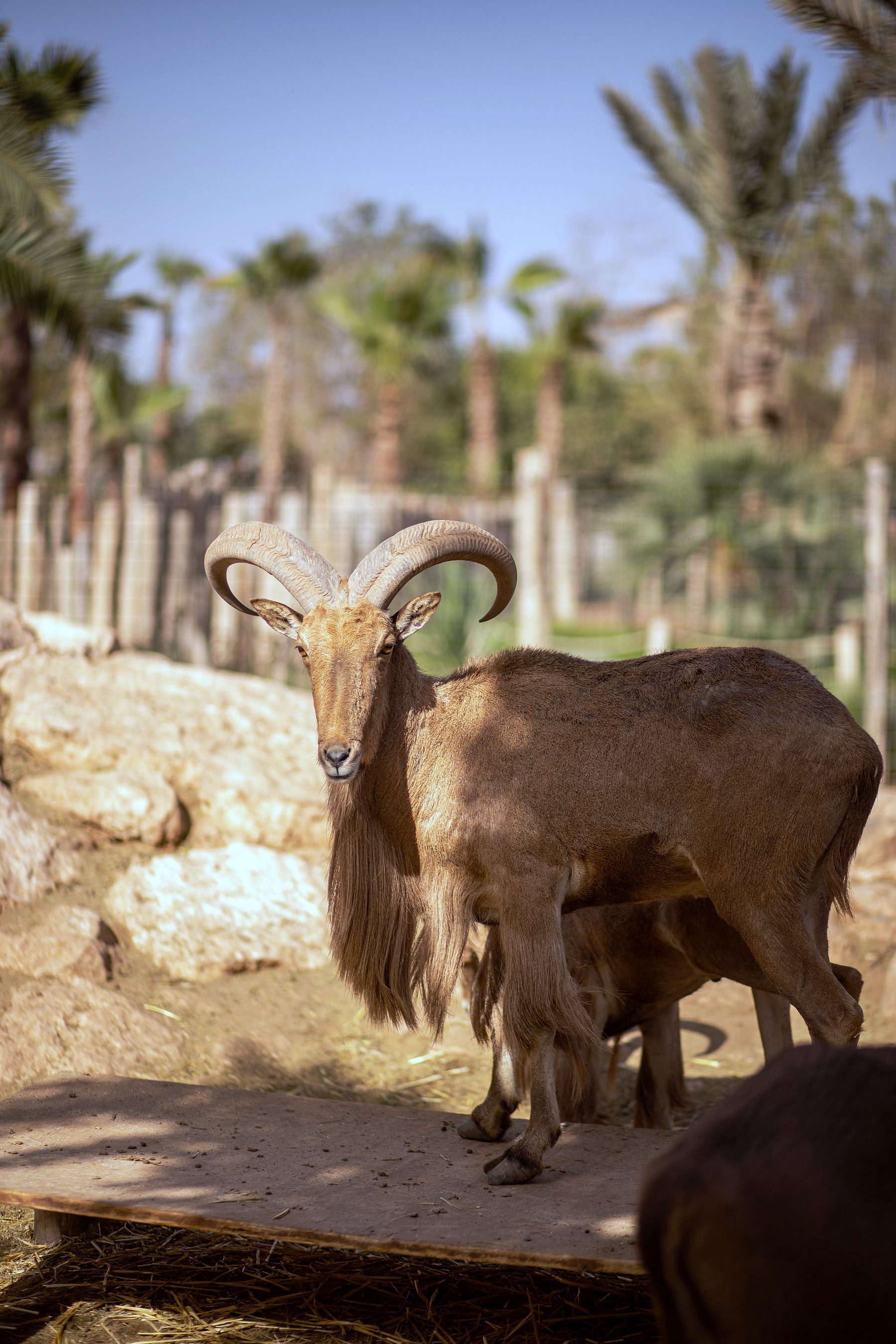 Mouflons à manchettes