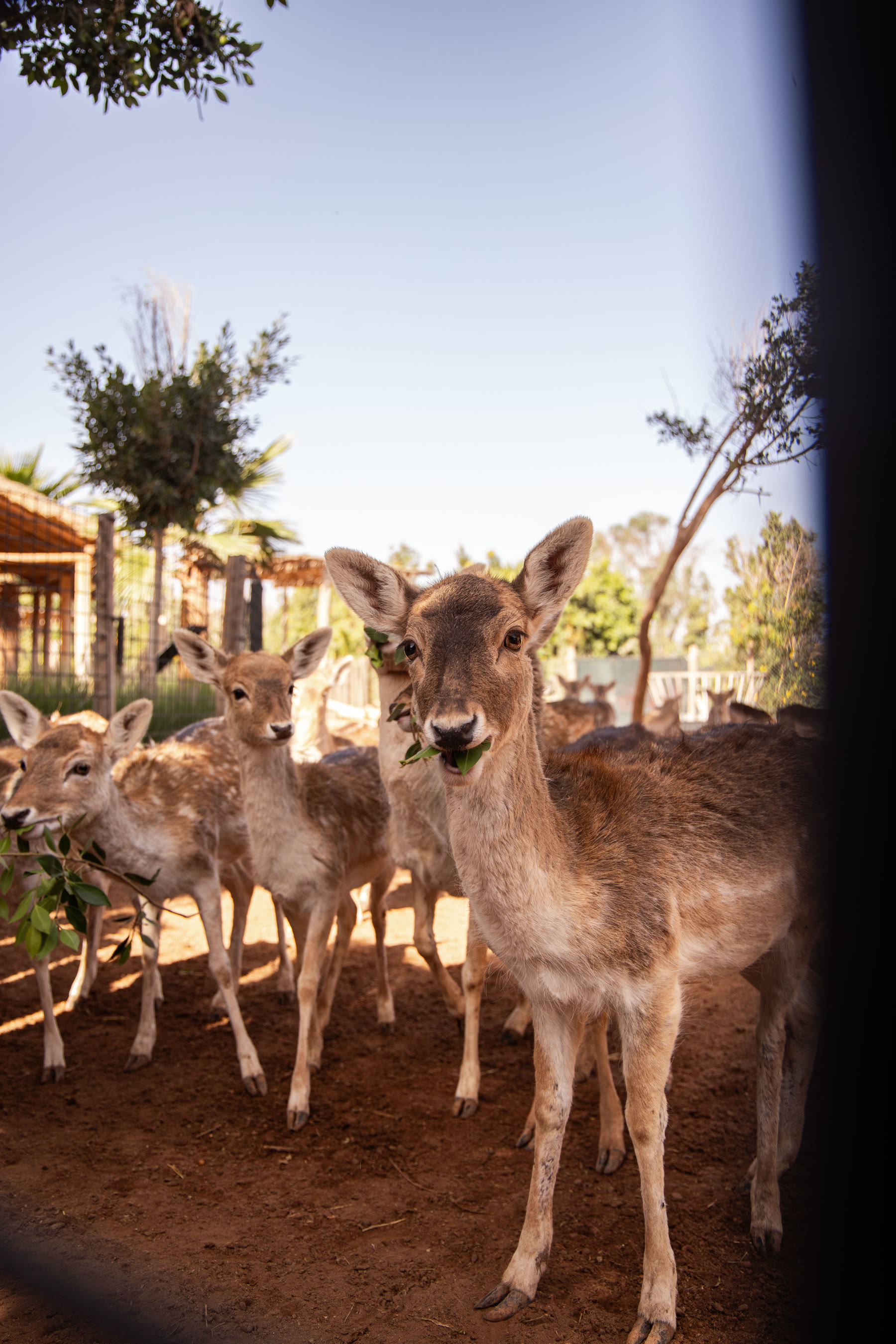 Antilopes