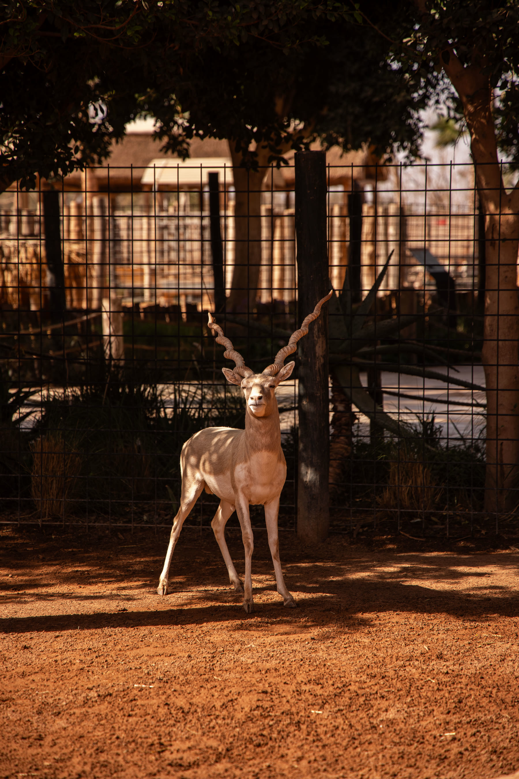 Gazelles
